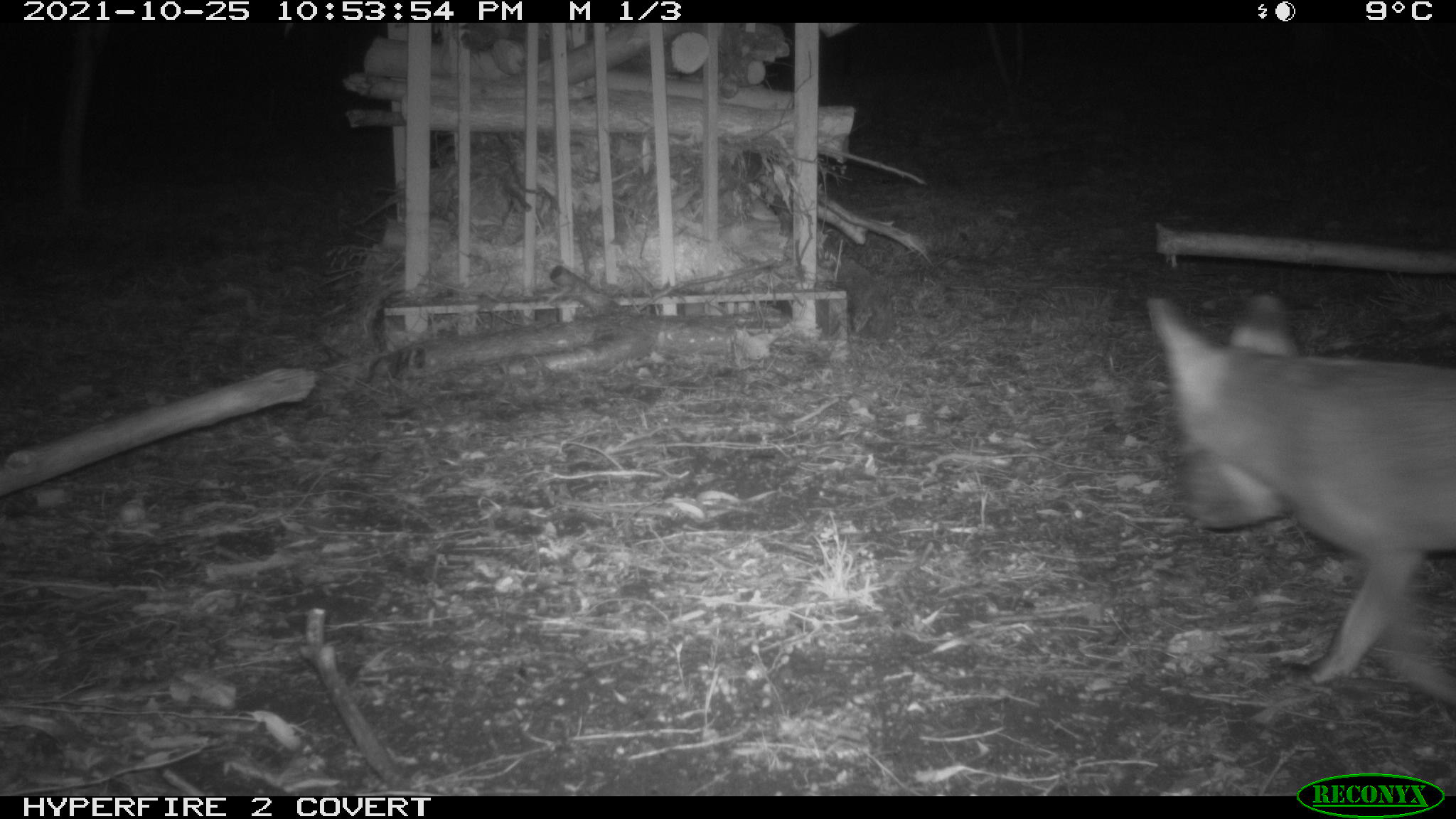 A Fox caught on monitoring video of a quenda habitat in a reserve in Kalamunda