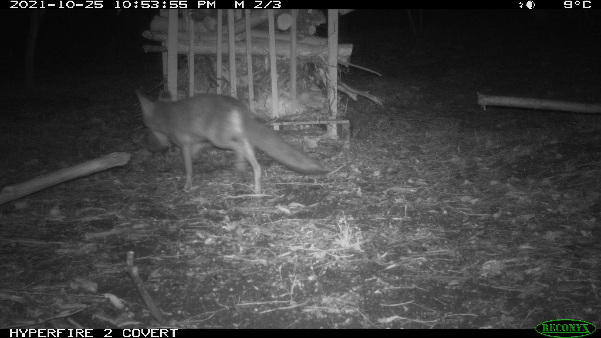 A fox on Gunbar Road Reserve in Kalamunda. This fox has a Quenda in its mouth. Adjacent to an artificial Quenda habitat. Picture property of the City of Kalamunda.