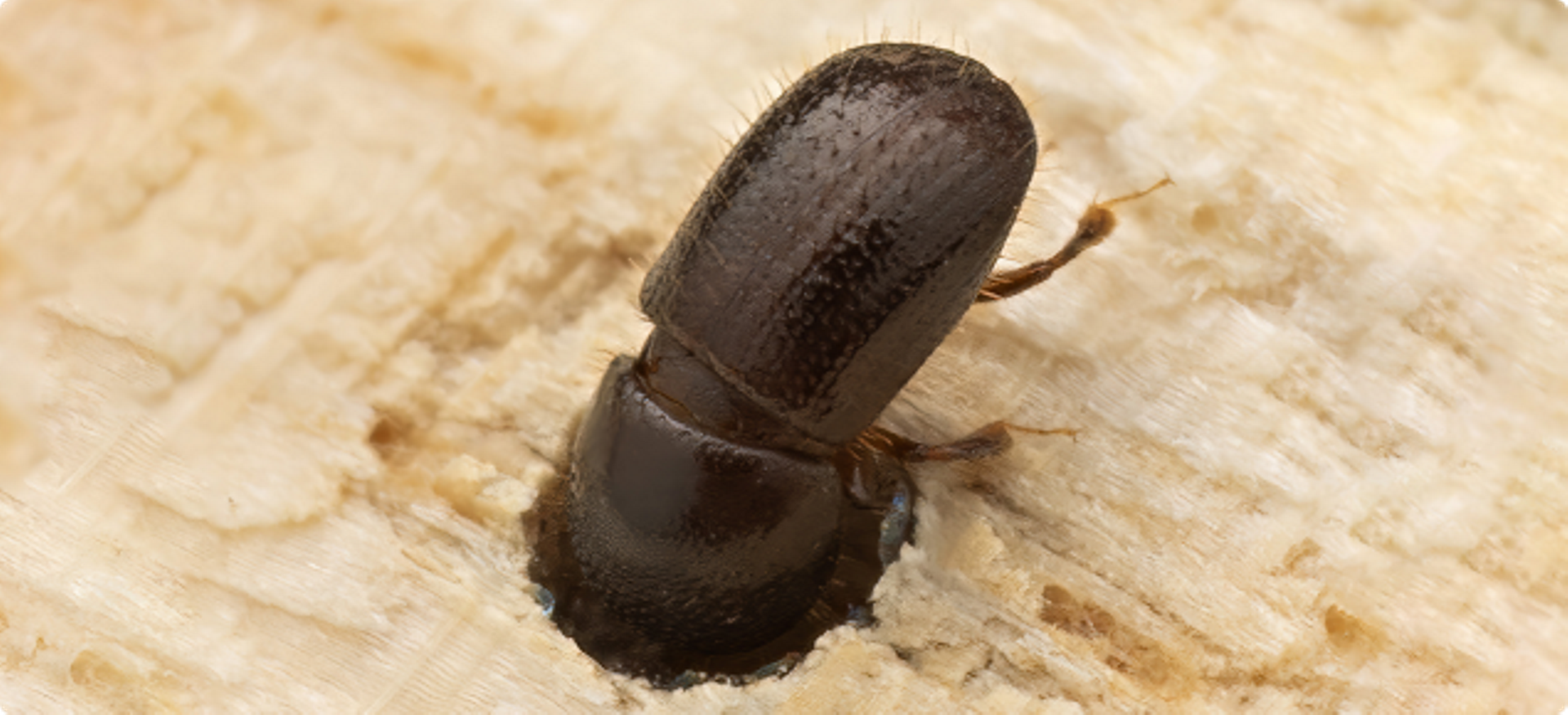 Polyphagous shot-hole borer - update September 2024