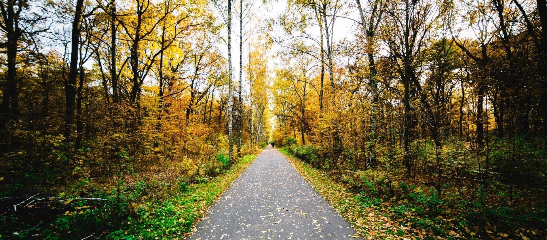 A straight bitumen footpath through a wooded area