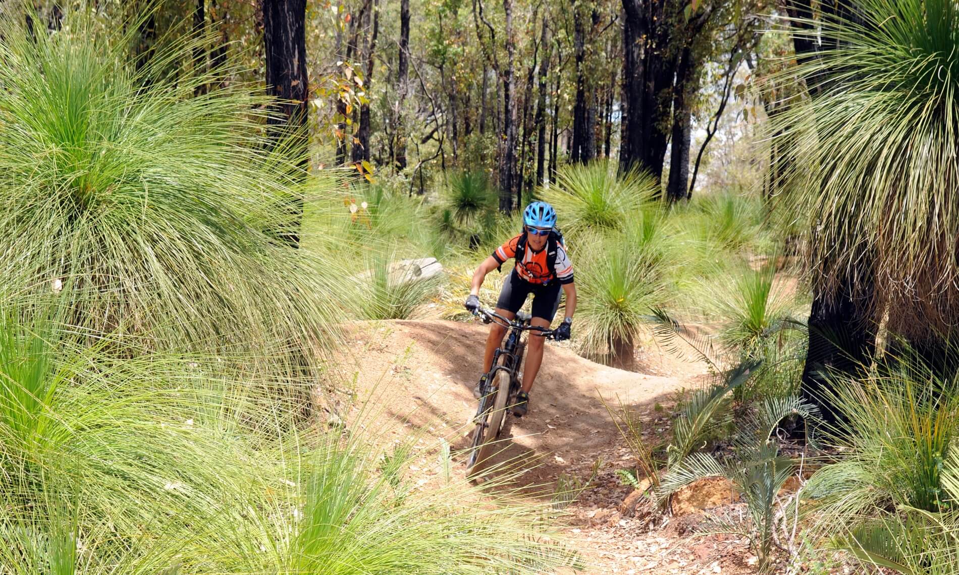 A mountain biker coming around a corner on a mountain bike trail surrounded by grass trees and other native trees