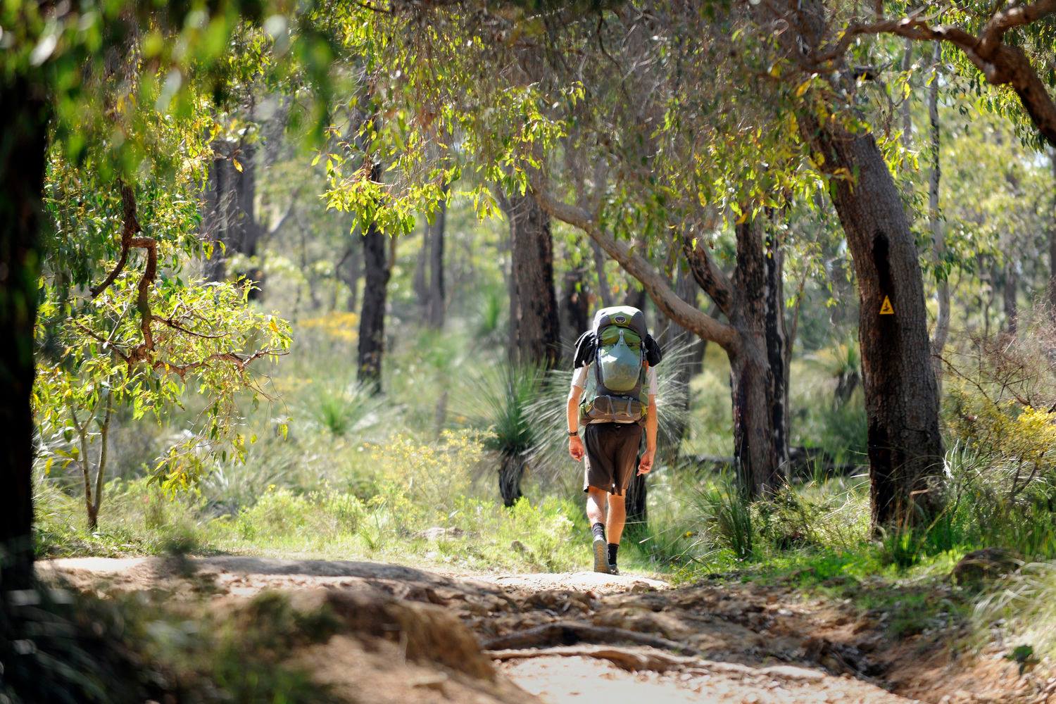 An image of walking bush trail with a hiker carrying a backpack.