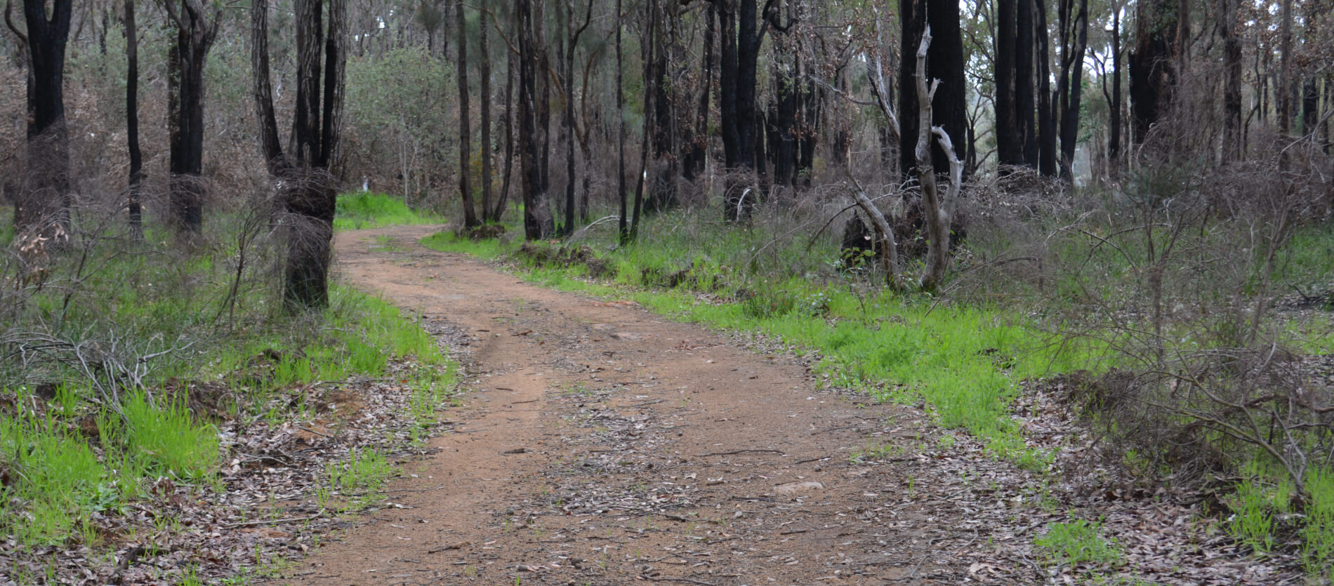 View of one of the access areas within the bushland located at the rear of Alan Anderson Park