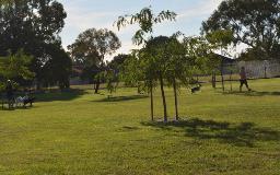 Dogs running at Elmore Park Large section of Dog Park in the grassed area