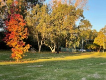 View of Seaton Park - lower section towards carpark