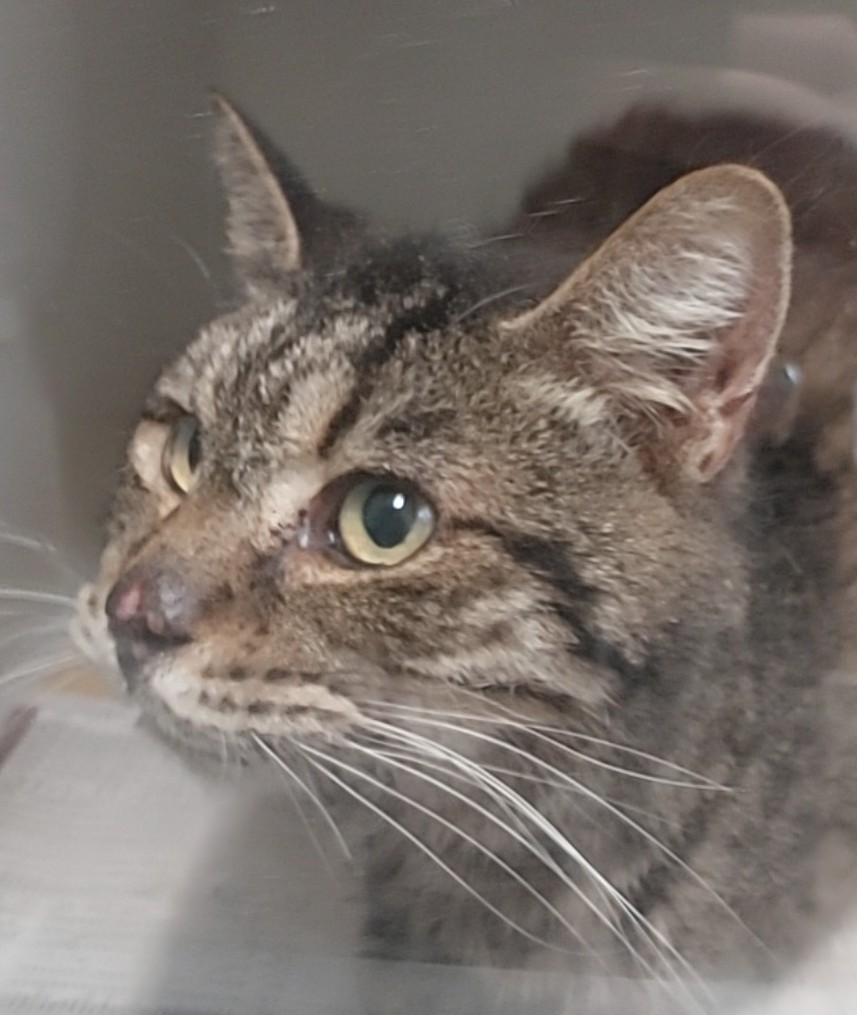 Domestic Medium Hair Tabby