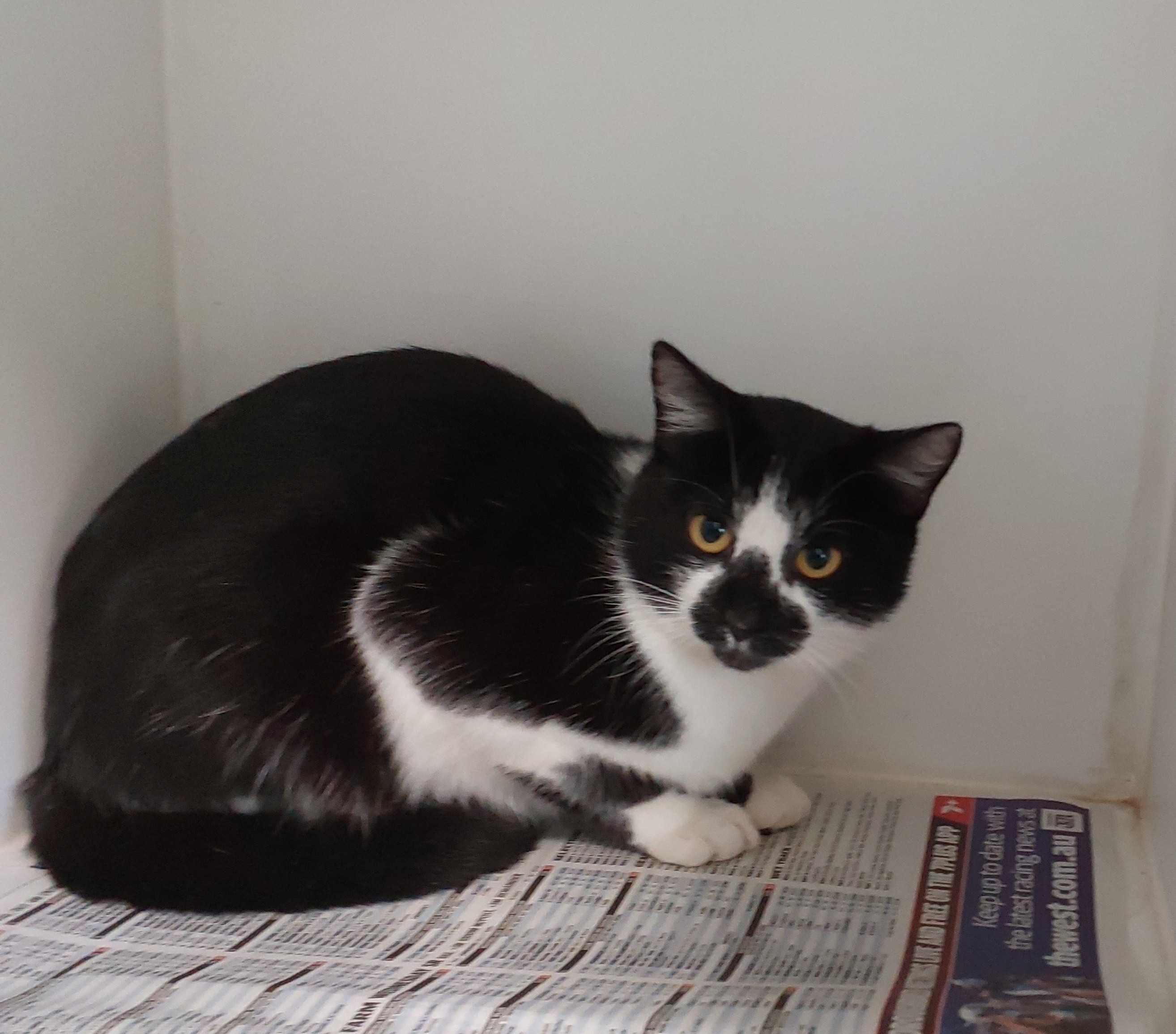 Black and White Domestic short hair