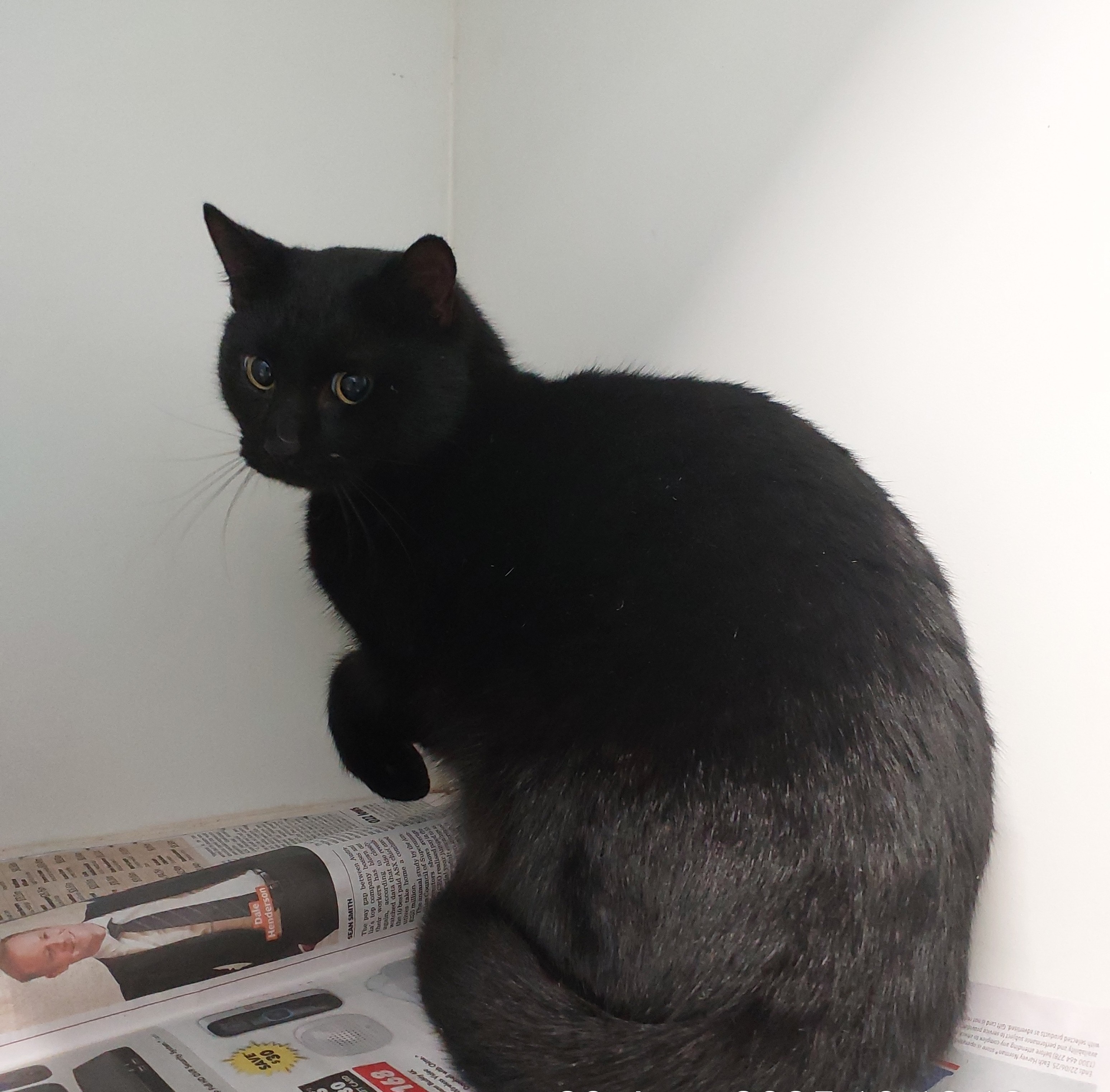 Black Domestic Short Hair