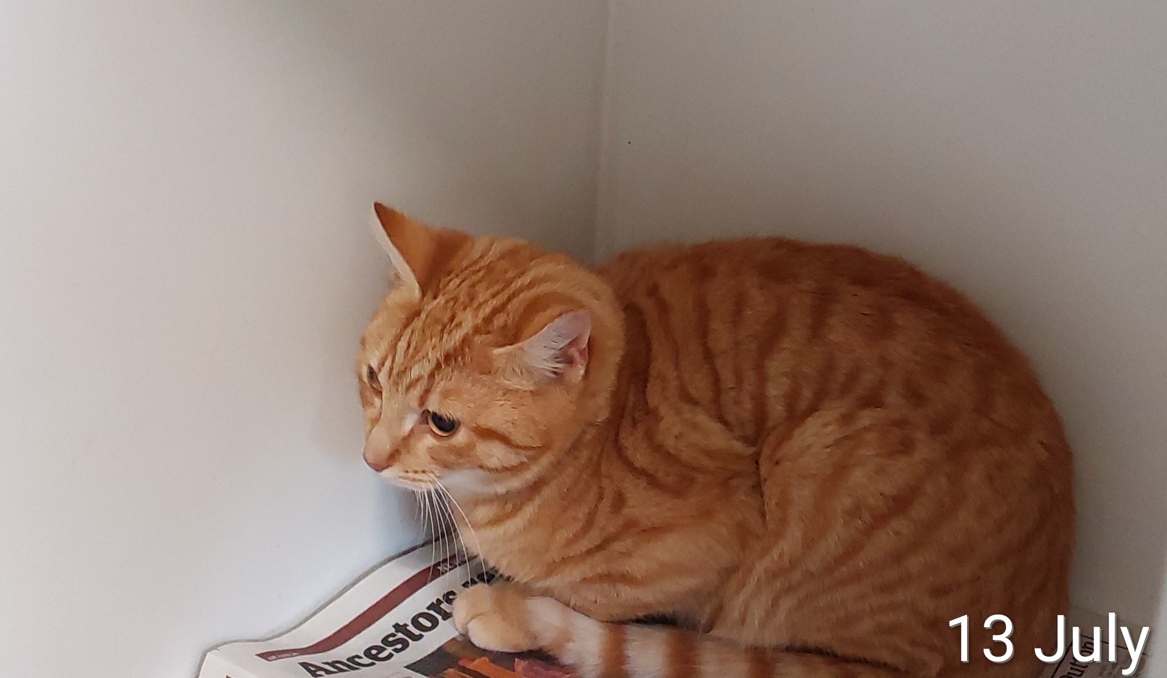 Ginger Domestic Short hair