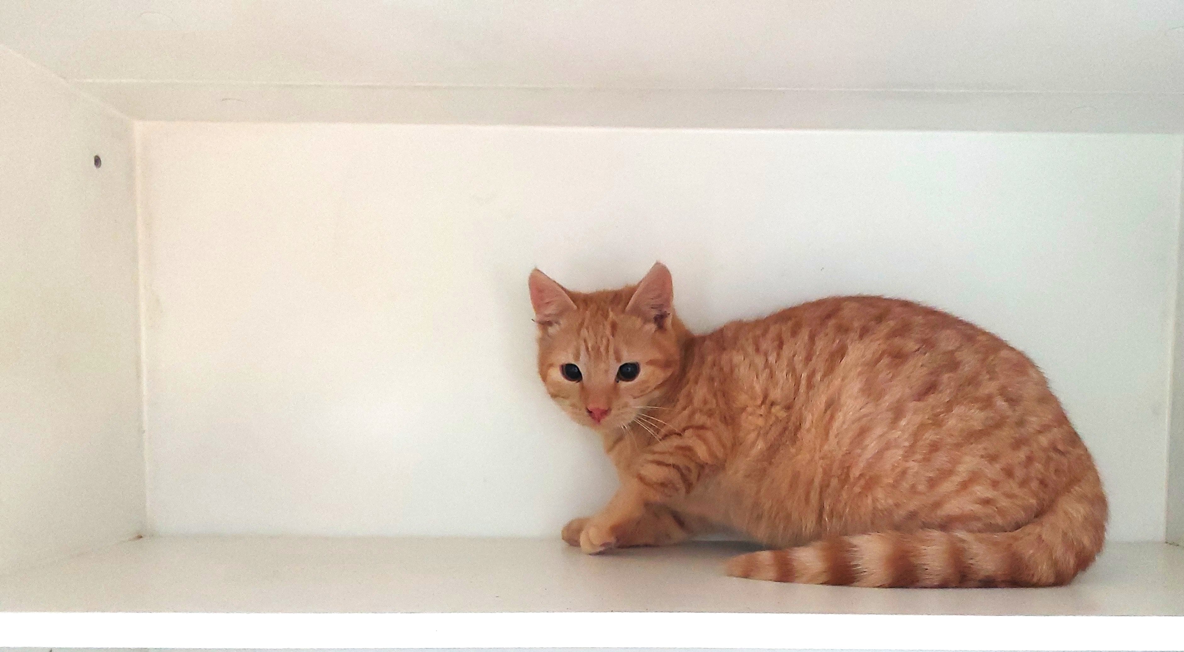 Ginger Domestic short hair
