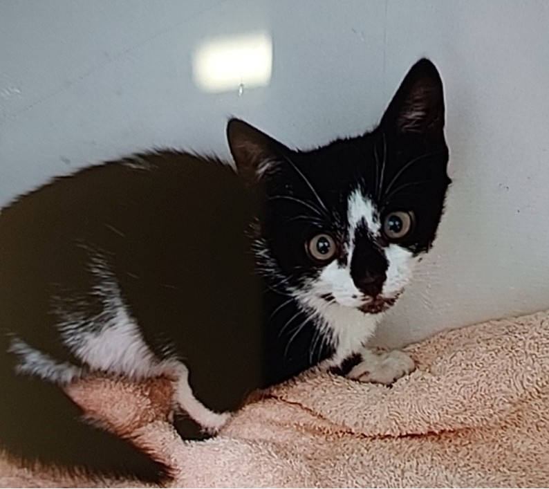 Blk white kitten