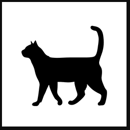 Domestic Short Hair Black Kitten