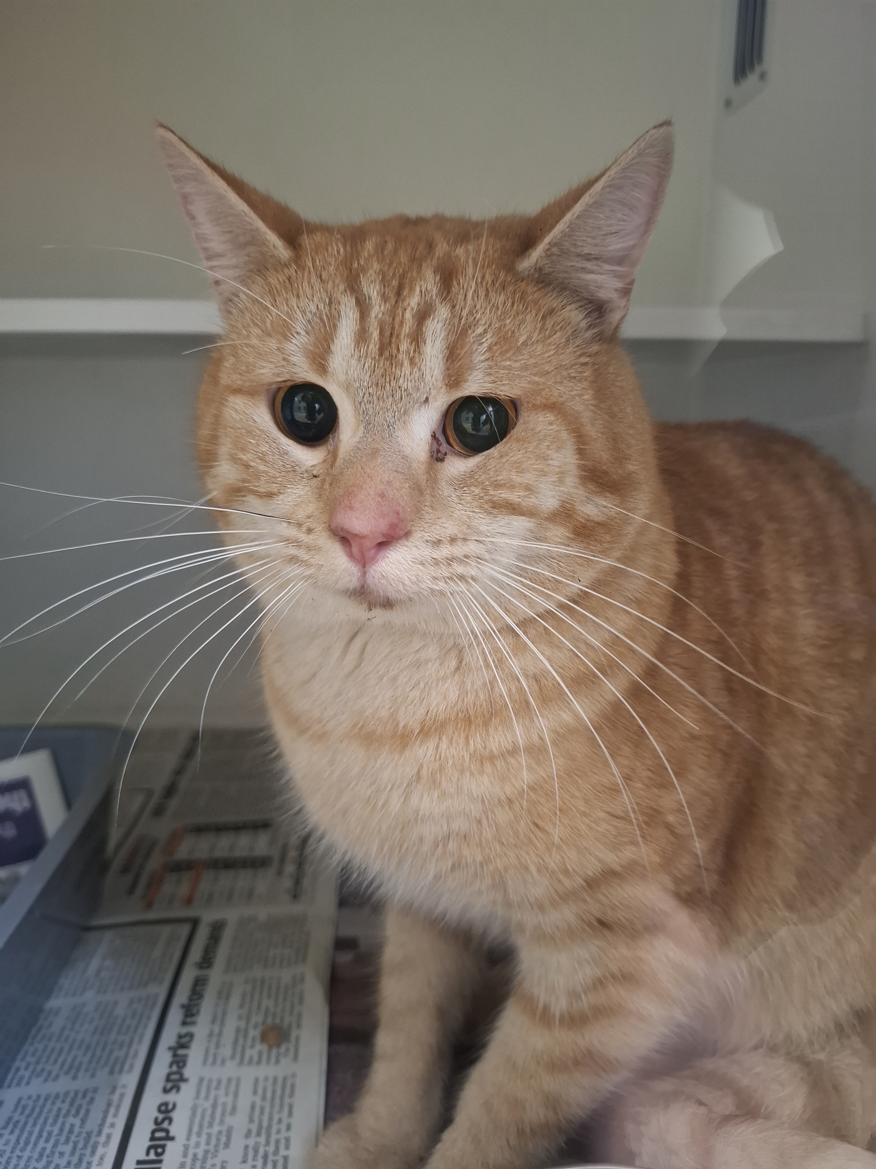 Ginger cat