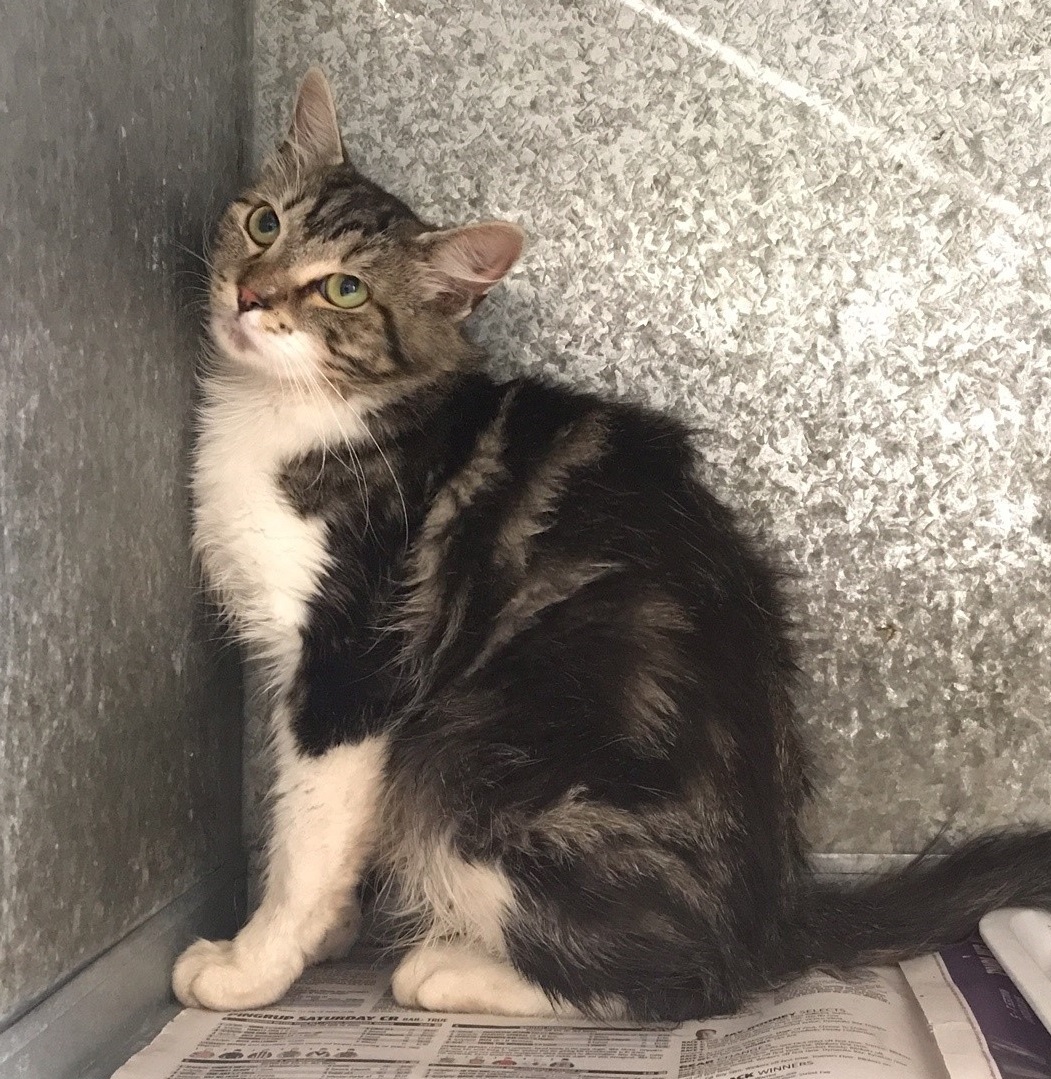 Tabby & White Domestic Short Hair Cat