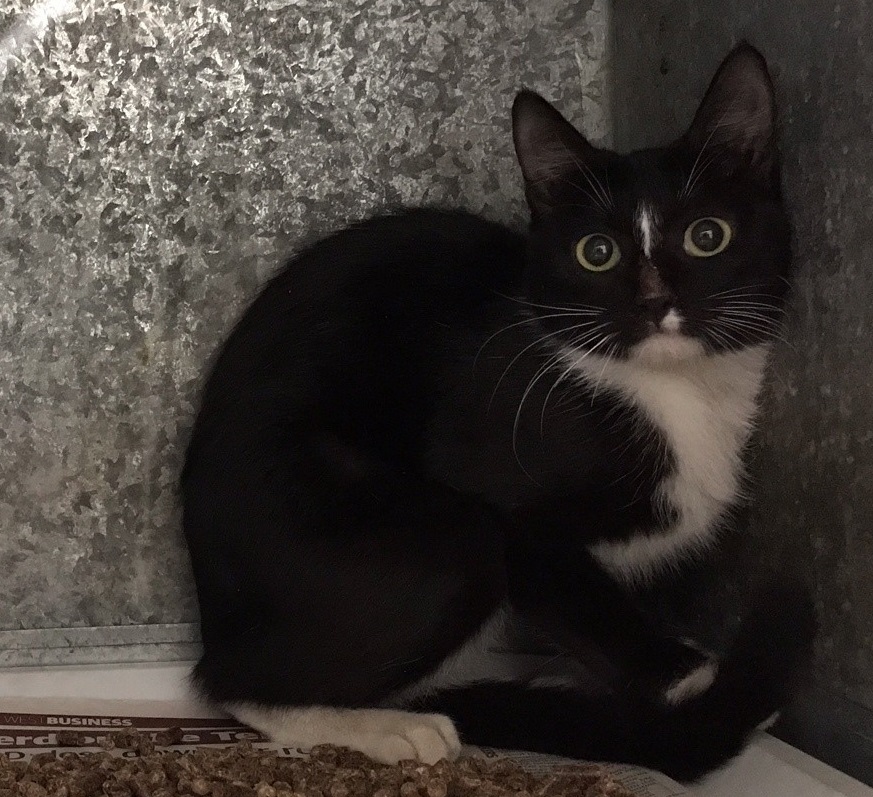 Black/White Domestic Short Hair Cat