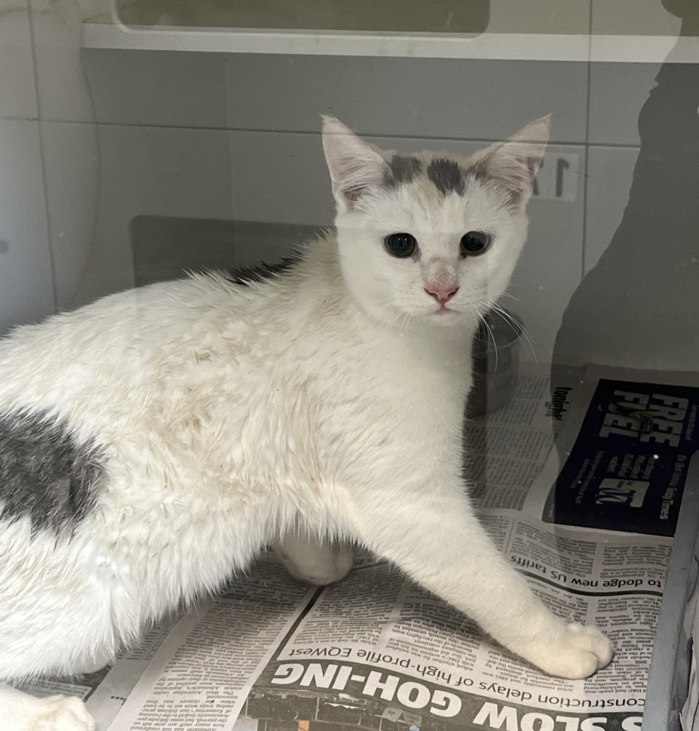 White/Grey Tabby