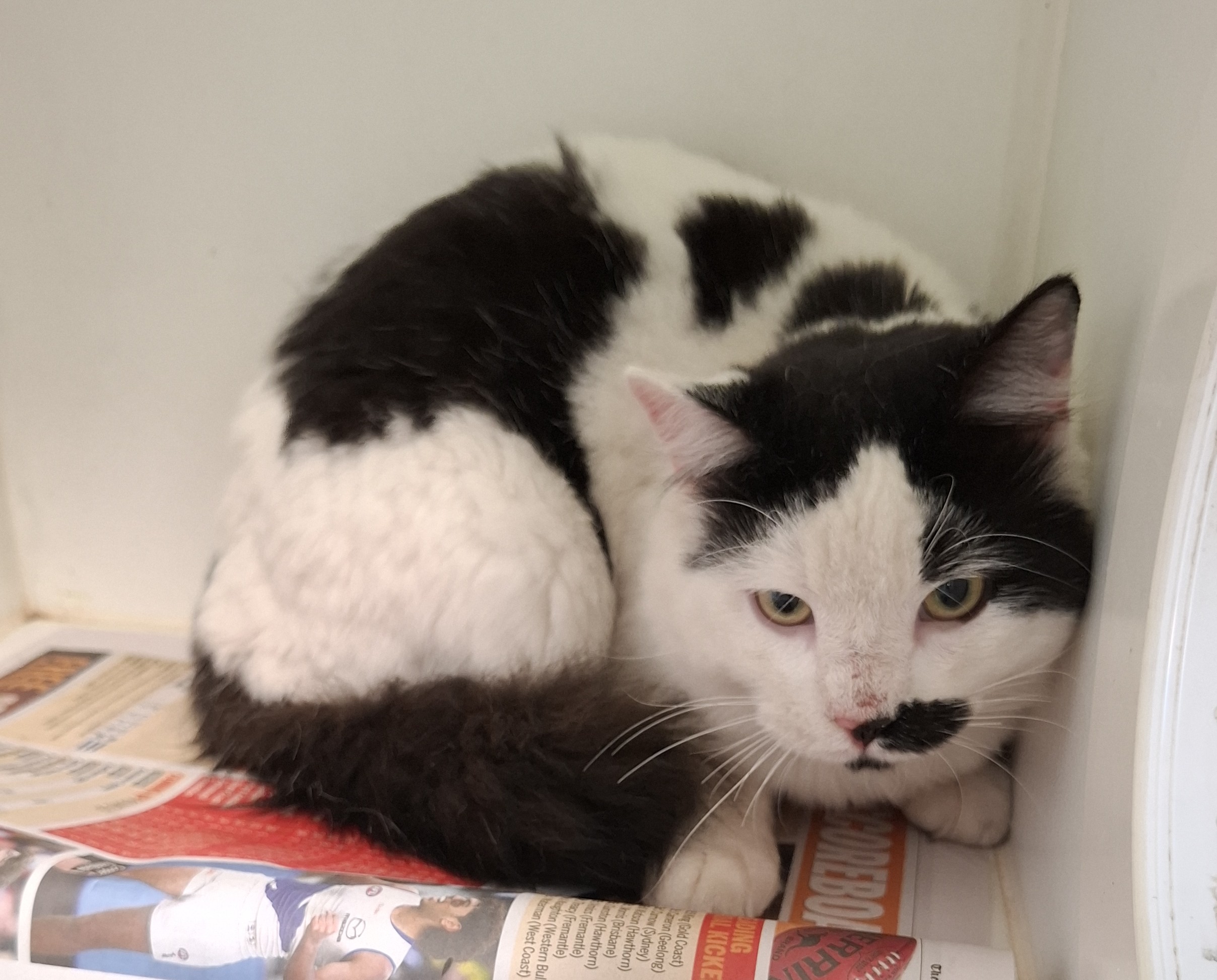 White and Black cat