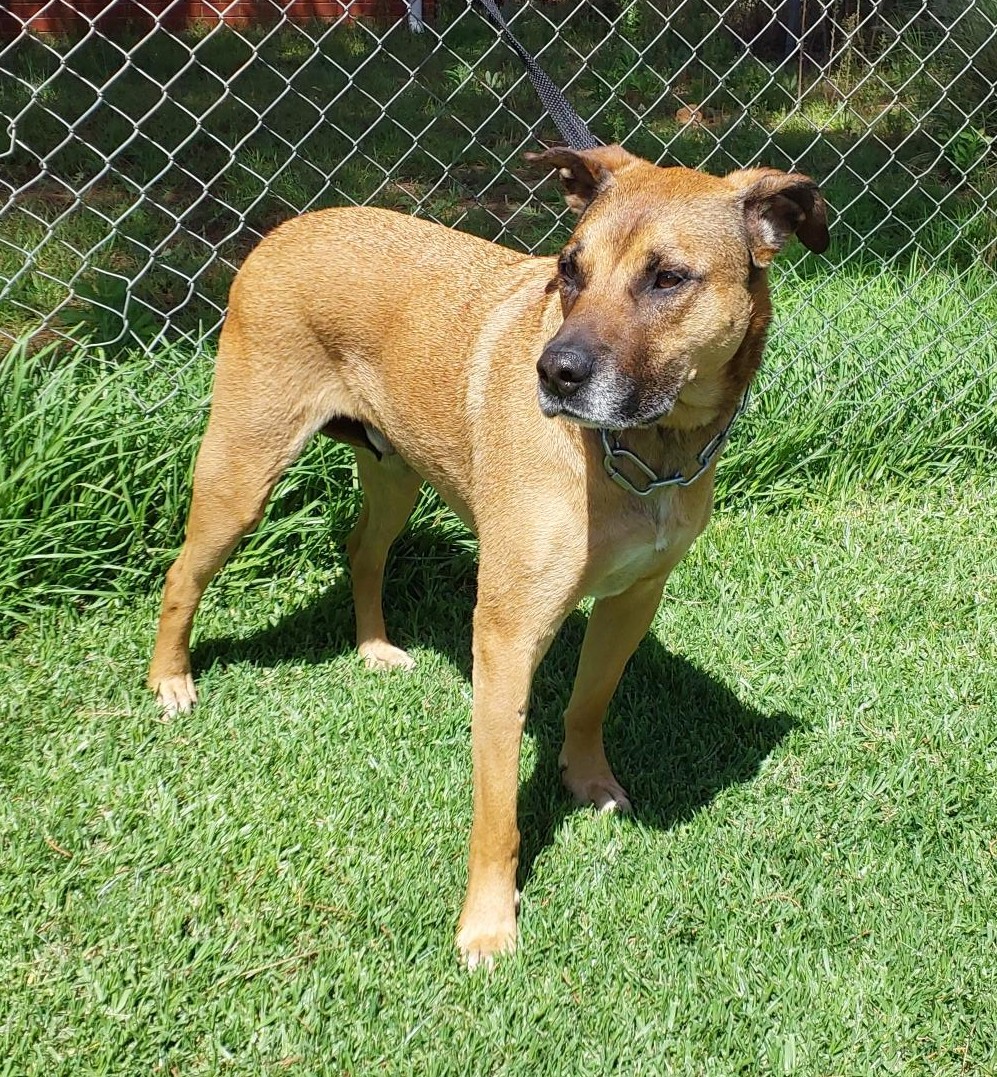 Staffy Cross Breed