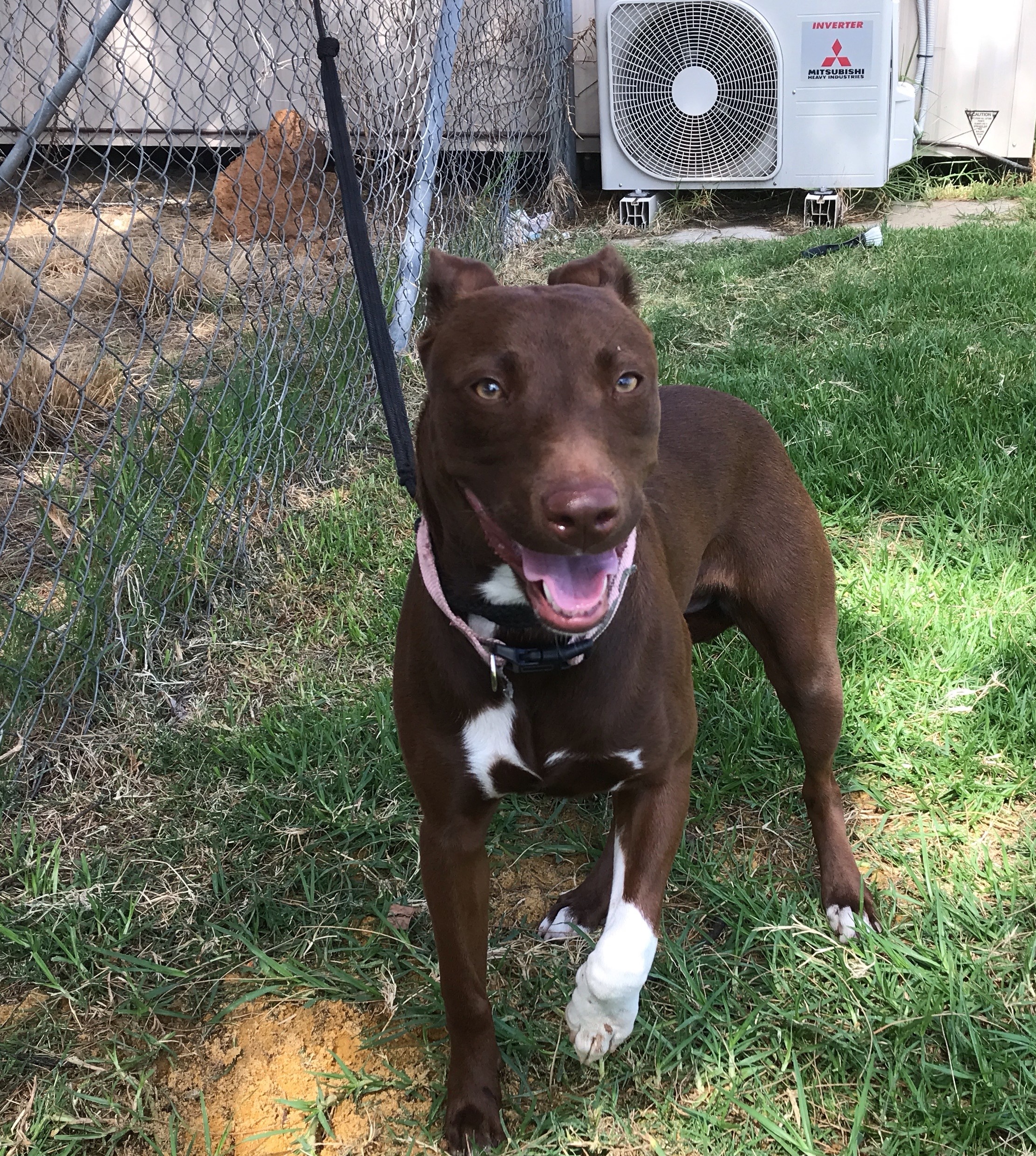 Brown Kelpie Cross