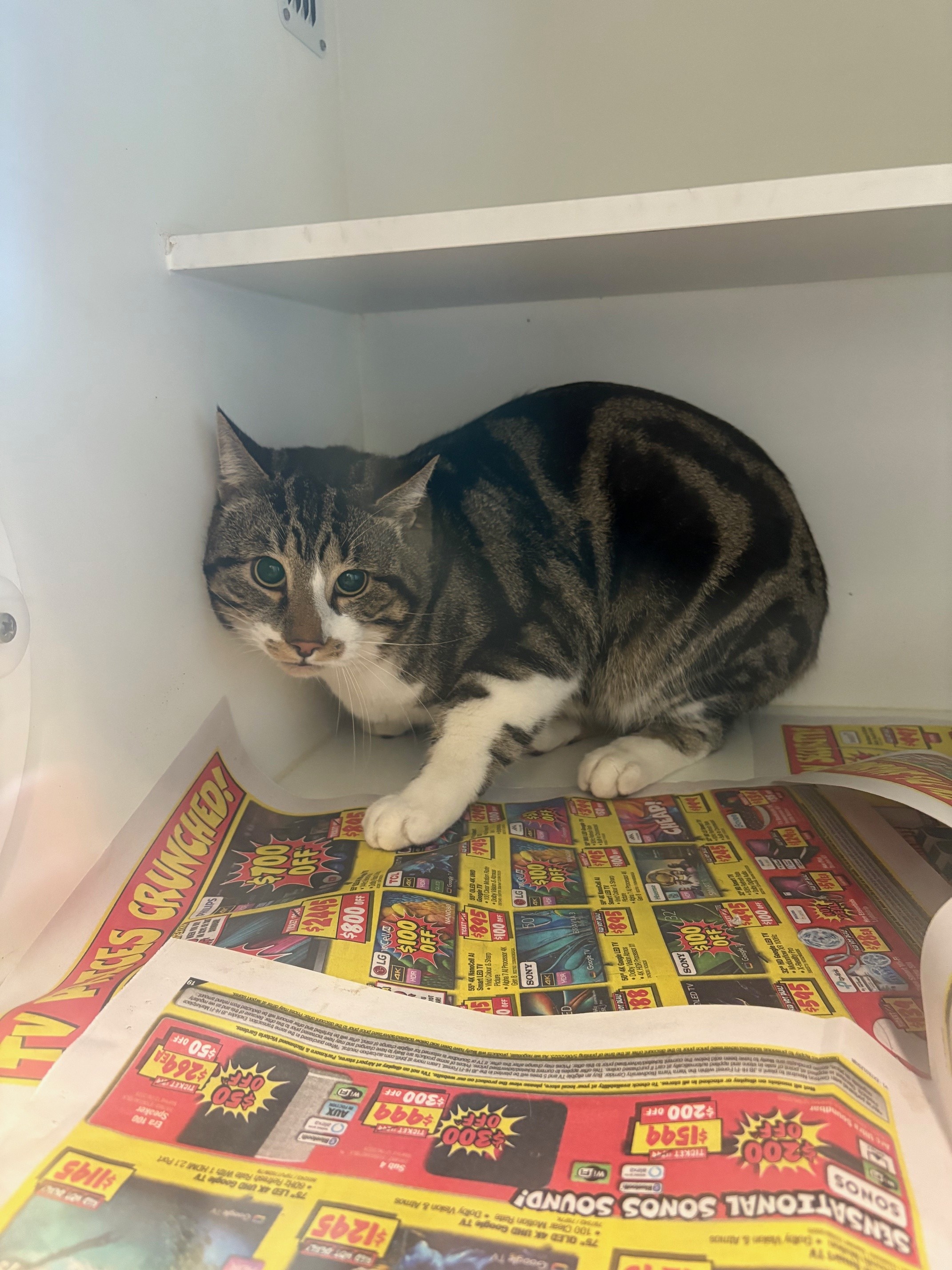 Domestic Short Hair- Grey Tabby