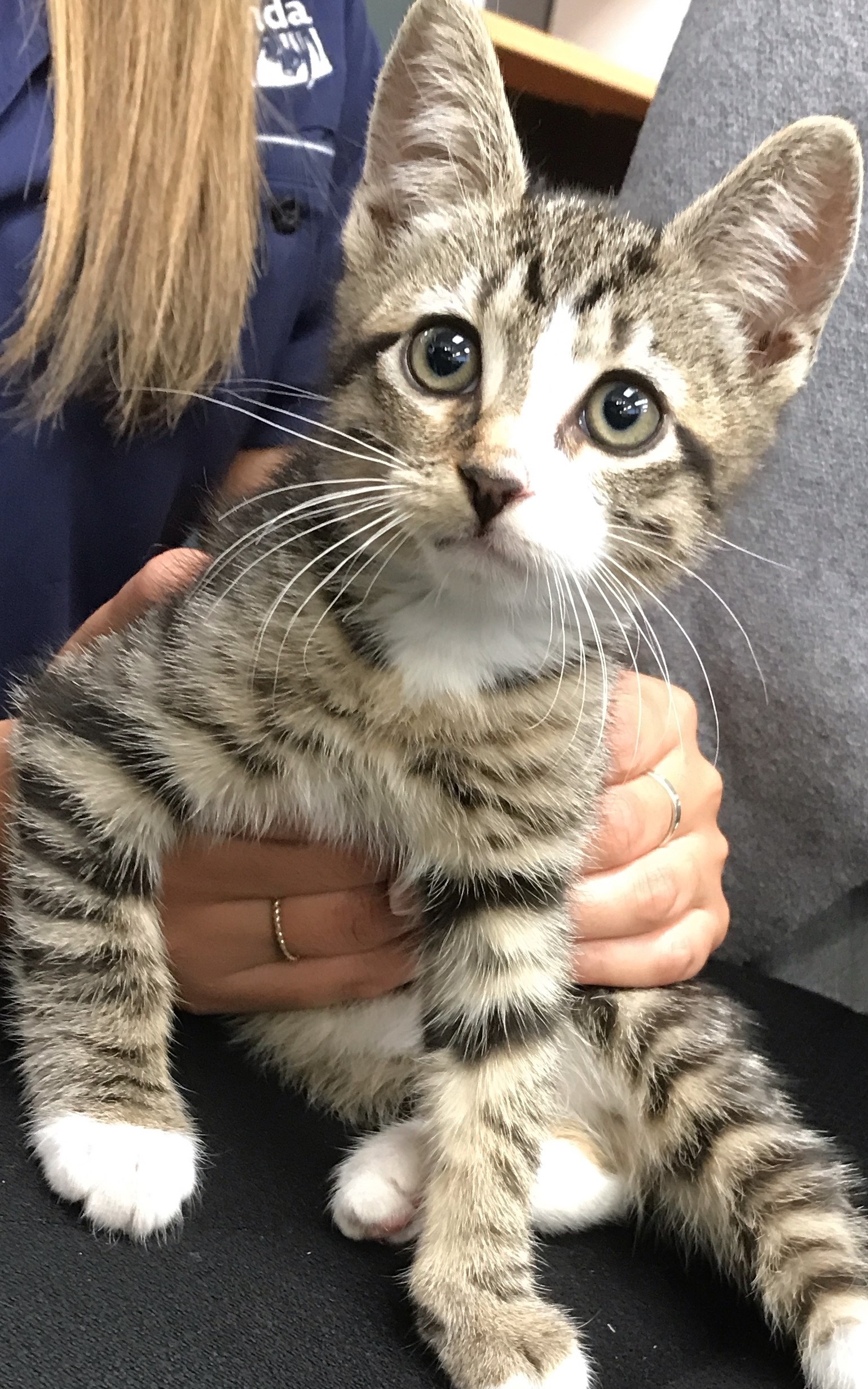 tabby and white kitten