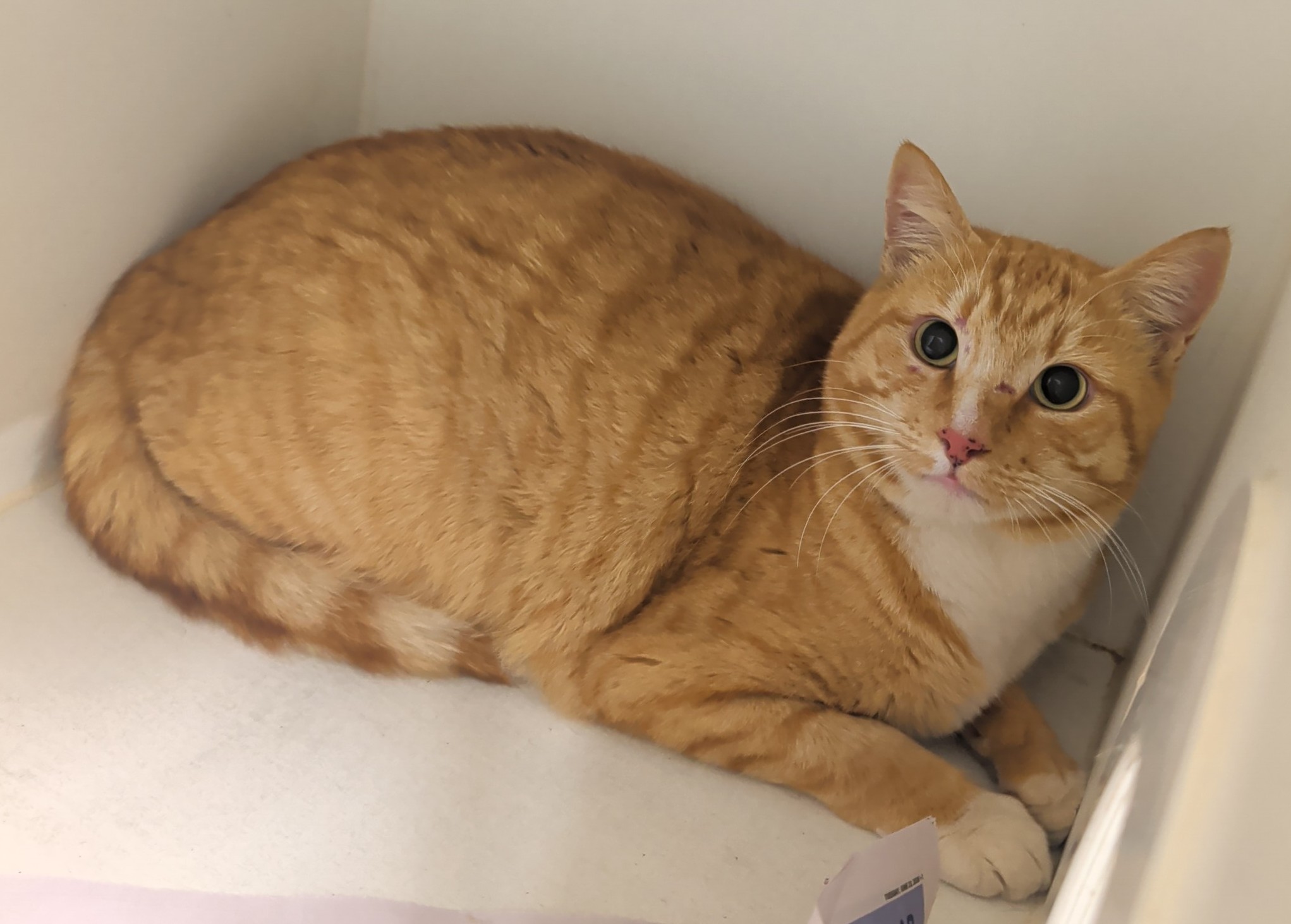 Ginger/White tabby Cat
