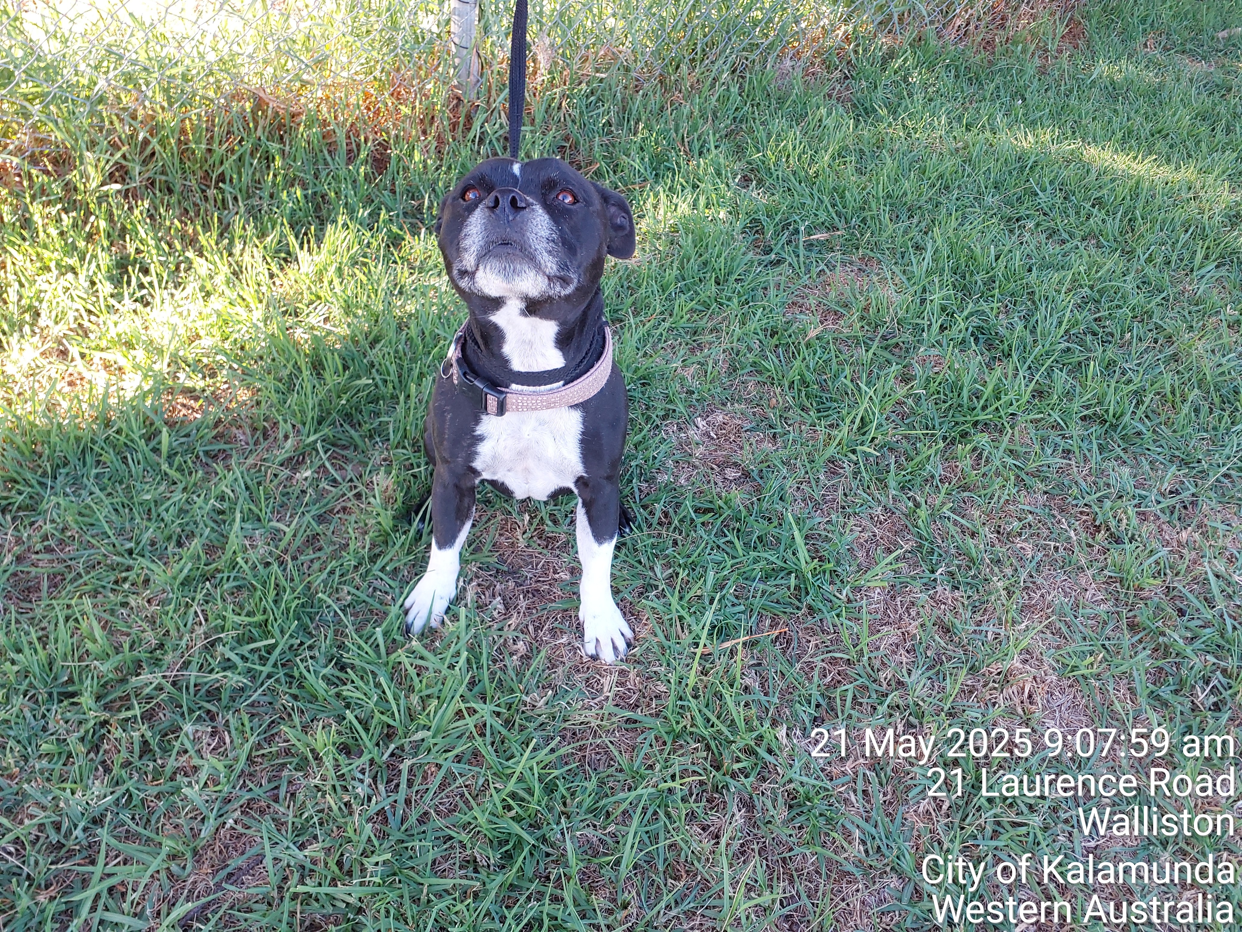 Female Staffy