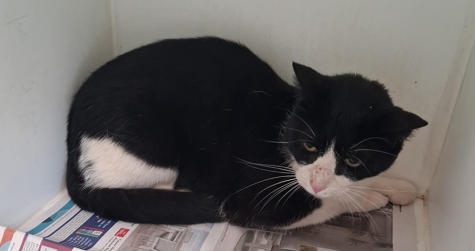 Black and White Domestic Short Hair