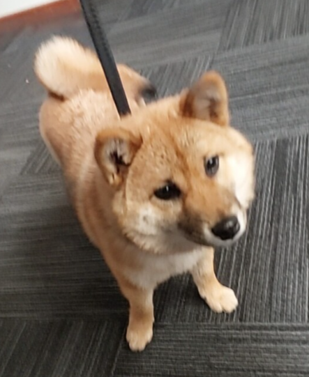 Shiba Inu