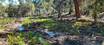 Crumpet Creek area preparation for native revegetation