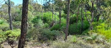Kalamatta Reserve area prior to removal of woody weeds