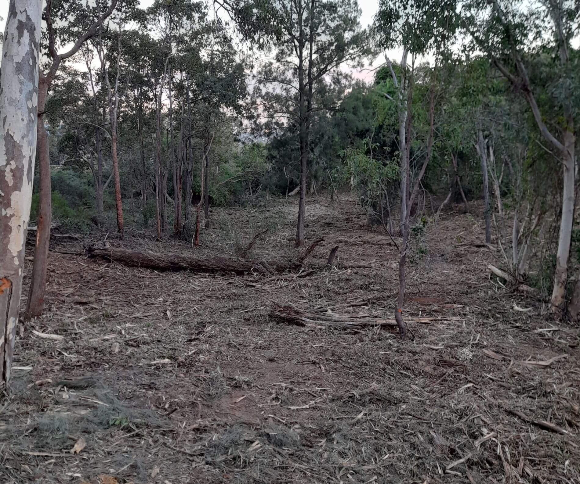 Cleared woody weed area, this area to be regetated with native species and have temporary artificial habitat nodes installed.