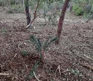 Native species marked before the woody weeds were removed to ensure they were not removed.