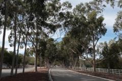 Facing west (towards the perth hills) showing the lemon scented gum trees 