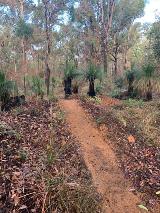 View of a section of Perth Hills Trail Loop - Stage 1 trail - shows the dirt track going between grass trees