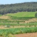 View in the Bickley Valley