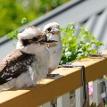 Birdlife in the Perth Hills - Kookaburra | Photo by Chris Kershaw