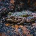 A wide range of fauna including this Motorbike Frog found in Perth Hills | Photo by Nature by Nathan