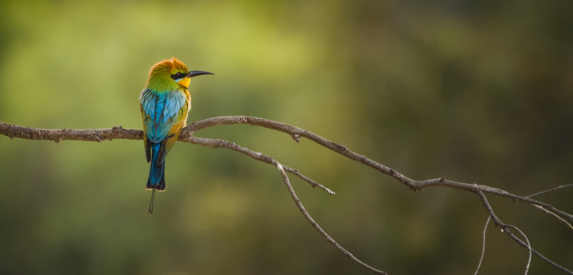Birdlife in the Perth Hills - Rainbow Bee Eater | Photo by Nature by Nathan