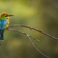 Birdlife in the Perth Hills - Rainbow Bee Eater | Photo by Nature by Nathan